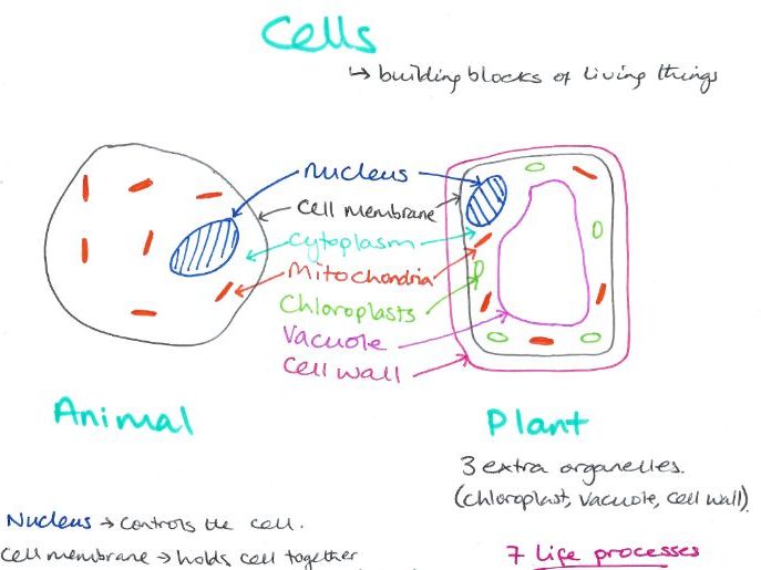 Cells summary 13+ CE