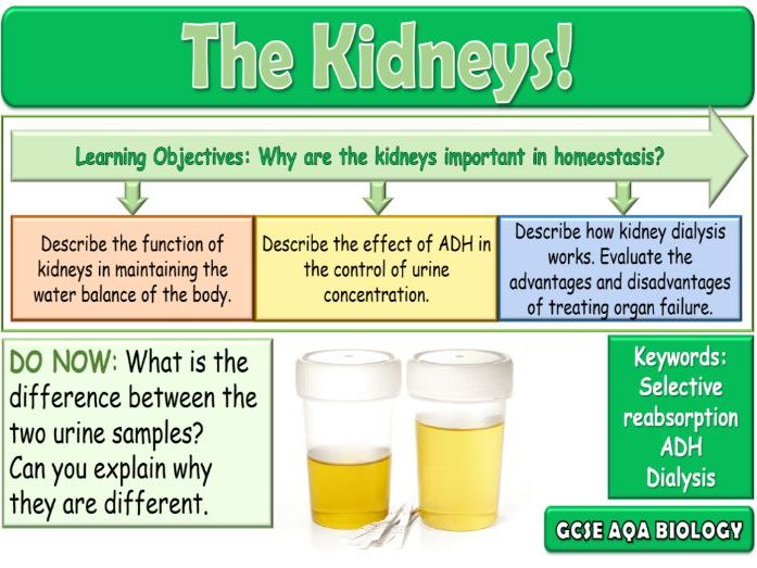The Kidneys AQA GCSE (9-1) Biology