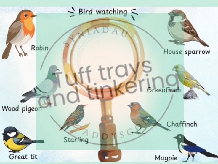 birdwatching week find the bird science nursery reception eyfs