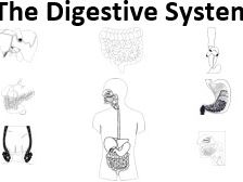 The Digestive System A Research Project