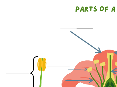 Labeling parts of a flower