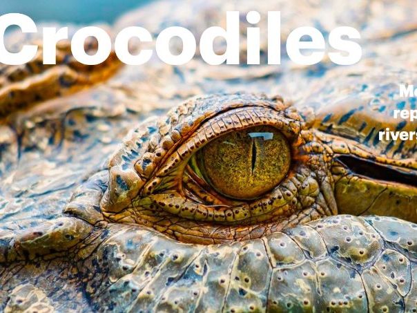 Crocodiles: Animated Keynote/PPT Presentation, Colorful Science