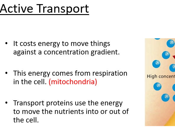AQA GCSE Biology - Active transport