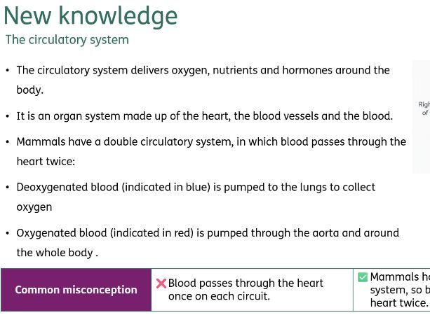 The heart, including heart dissection