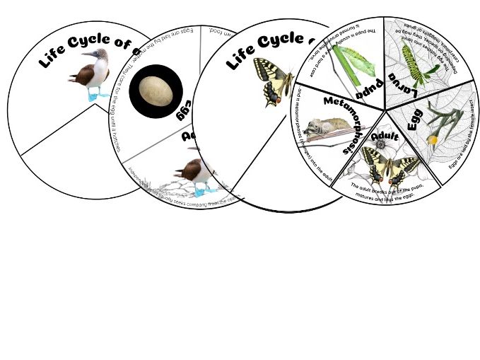 Year 5 Life Cycles | Interactive Life Cycle Wheels | Mammal, Amphibian, Bird & Insect | Science