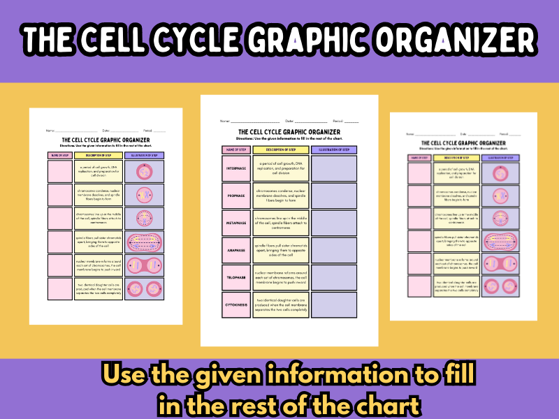 The Cell Cycle Graphic Organizer (Mitosis & Interphase)