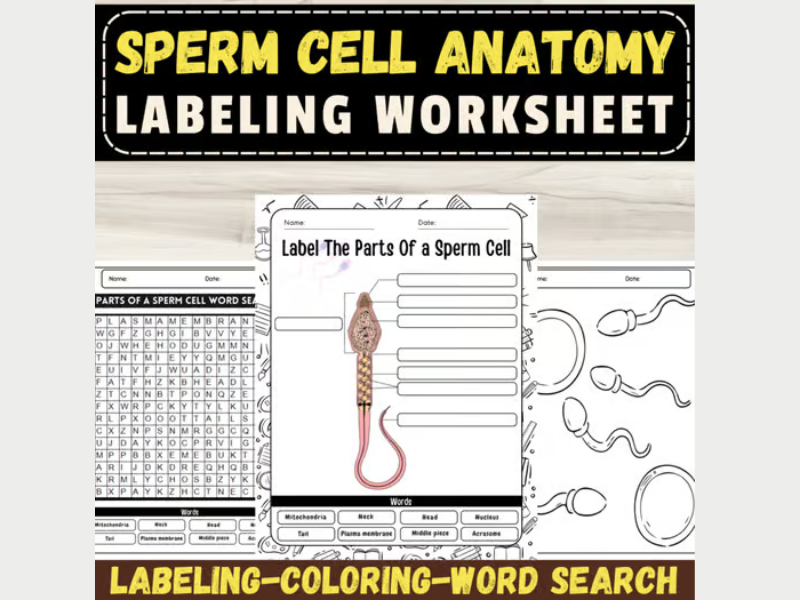 Label the Parts of a Sperm Cell : September Labeling Worksheet with Activities