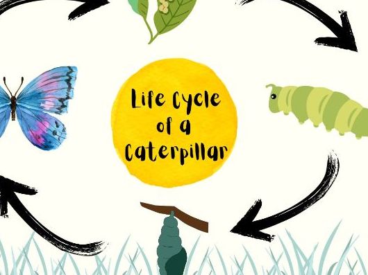 Life cycle of a caterpillar