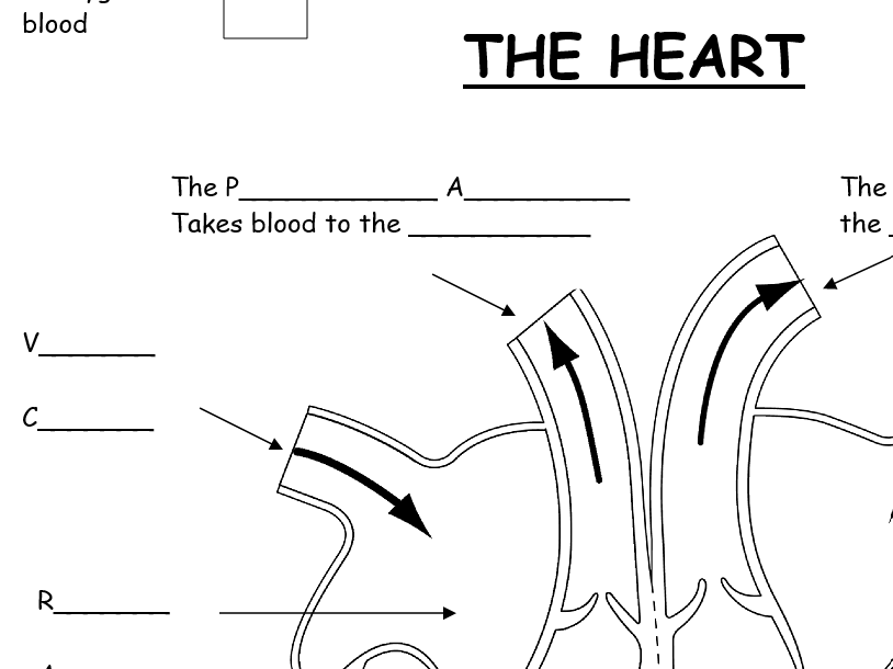 National 5 Biology Heart Diagram
