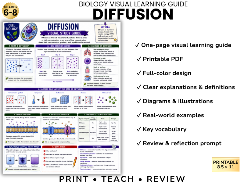 DIFFUSION Biology Visual Learning Guide | Grade 8 & Middle School Science