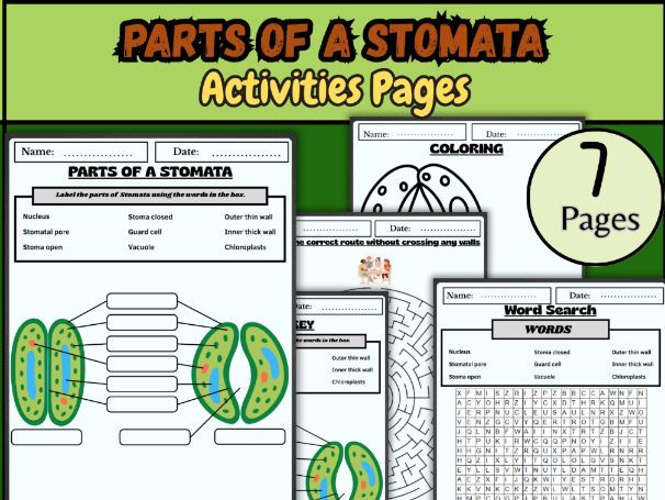 Parts of a Stomata Worksheet/Label stomata activity/Guard cells and stomata