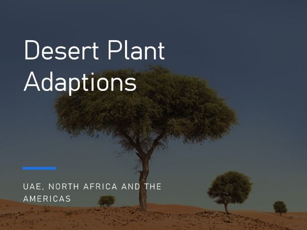 Desert Plant Adaptations – Ghaf Tree, Heliotrope & Barrel Cactus (Grade 4–5 UAE Social Studies)