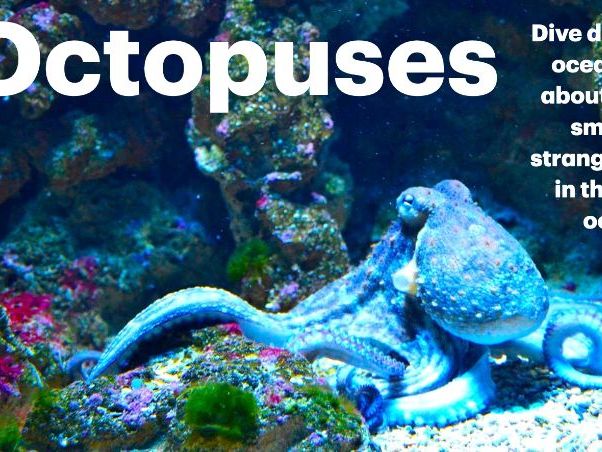 Octopus: Animated Keynote/PPT Presentation, Colorful Science