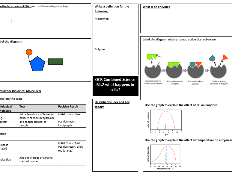 OCR Combined Science Biology B1.2 what happens in cells? revision mat