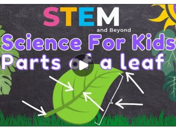 KS2 Science Lesson Function of a Leaf