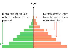 Cambridge iGCSE Geography - 1.3 Population Structure