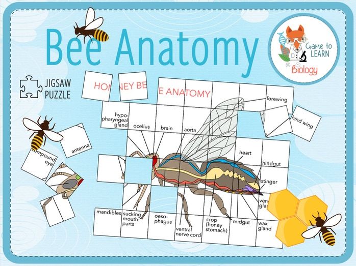 Honey bee anatomy - Jigsaw Puzzle (KS3/4)