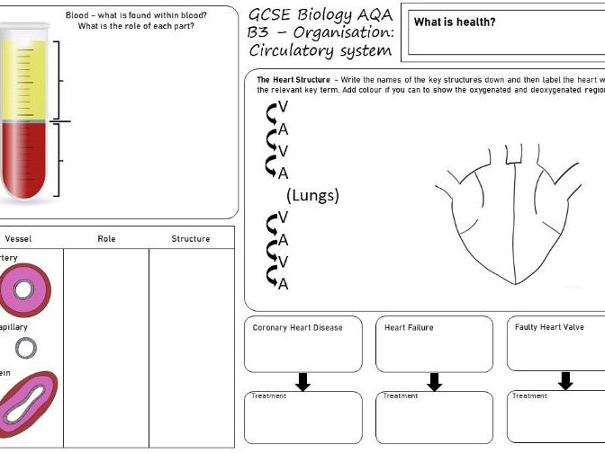 Circulatory System Revision Sheet AQA GCSE Biology Teaching Resources