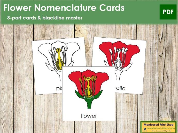 Parts of the Flower Nomenclature 3Part Cards Montessori Botany