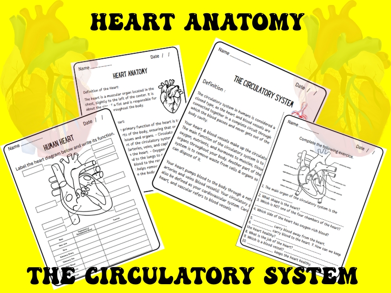 Heart and Circulation Biology Worksheet - Anatomy of the Heart