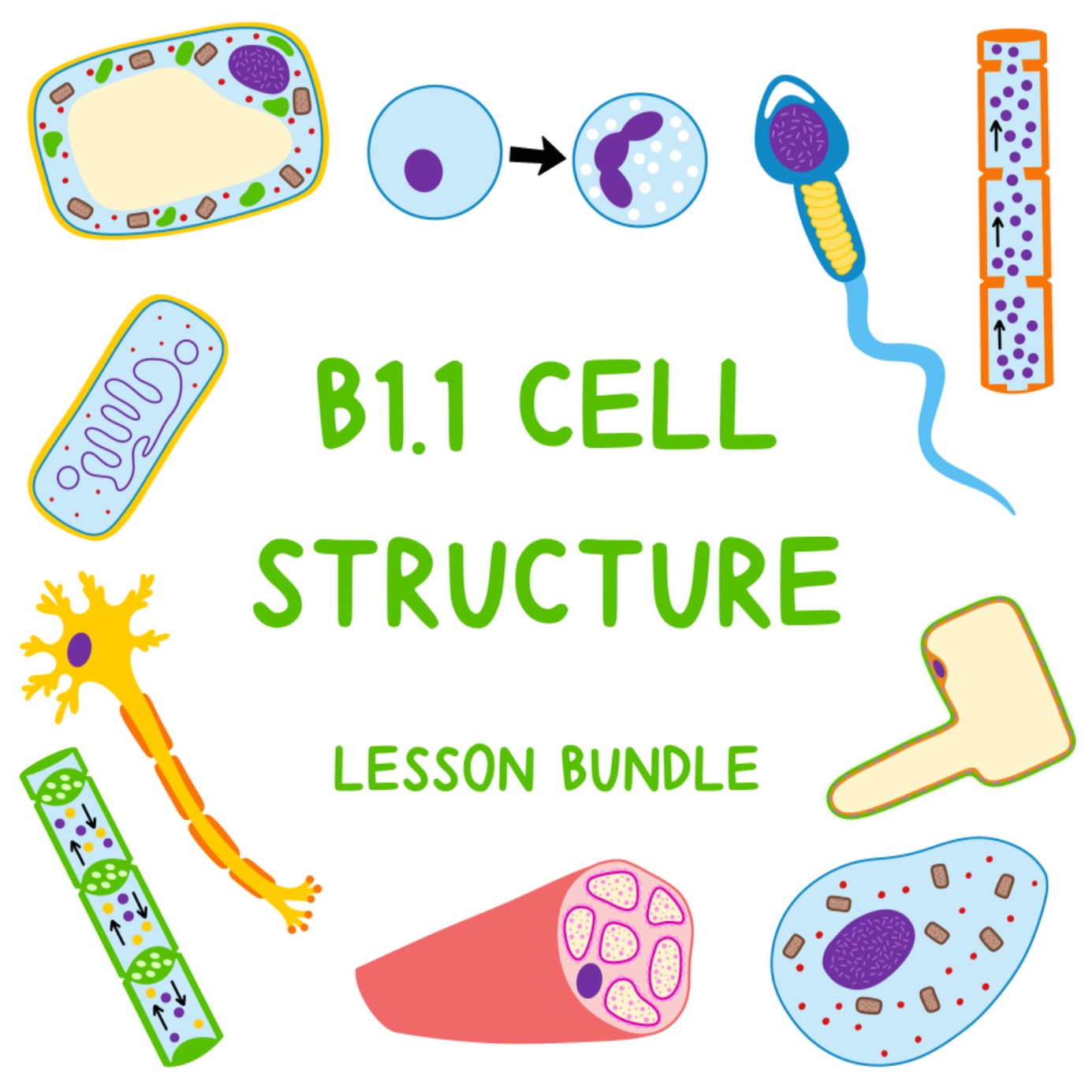 B1.1 Cell Structure - Lesson Pack