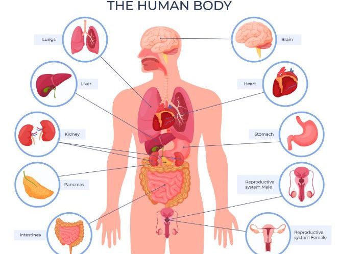 AAQ Unit 2 Human Biology & Health. Learning aim B
