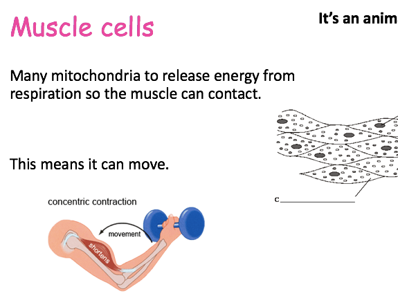 AQA GCSE Cell specialisation nurture