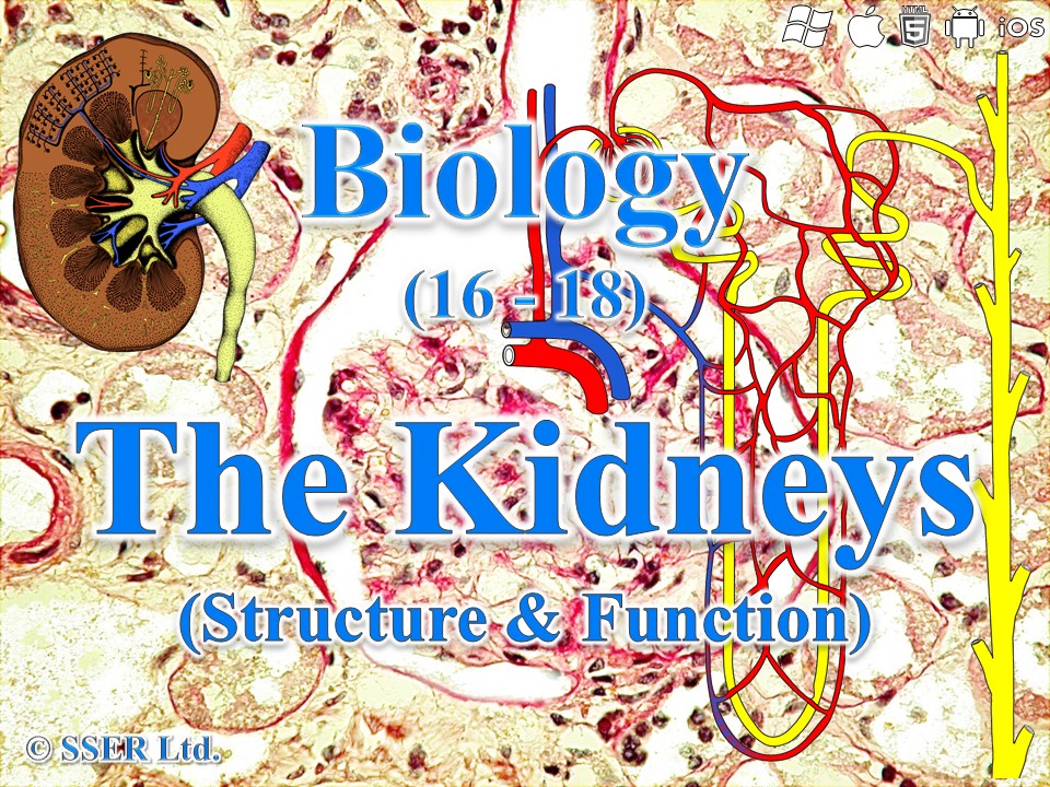 BioA_3.6.4.3 Excretion - Kidney Function (Excretion and Osmoregulation)