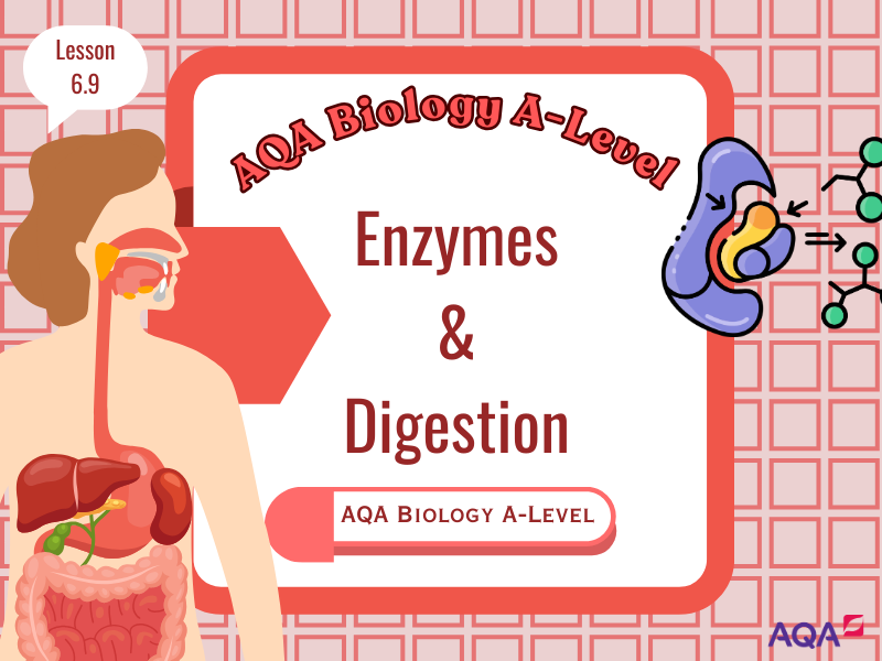 Enzymes and the Digestive System - (Specification 3.3.3) - AQA A-Level Biology