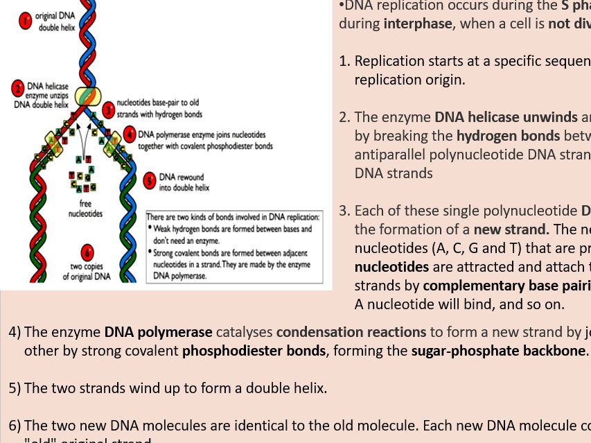 AQA A level Biology Topic 1. DNA replication. Meselson and Stahl (3.1.5.2)