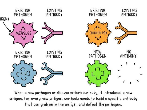 AS Level Biology - Antibodies and Vaccinations