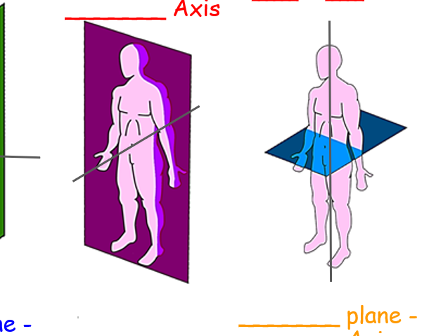 Movement Analysis revision session