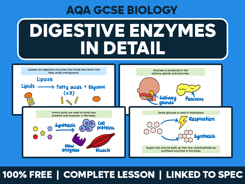 GCSE AQA Biology Complete Lesson - Digestive Enzymes in Detail
