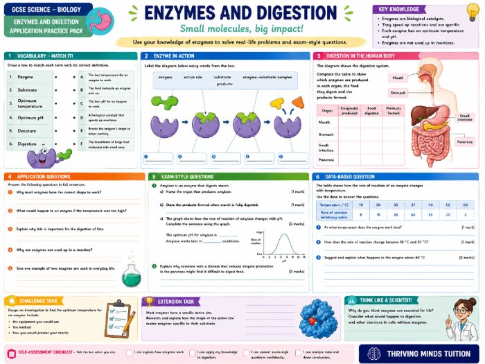 GCSE Science - Biology - Enzymes and Digestion - Application Practice Pack