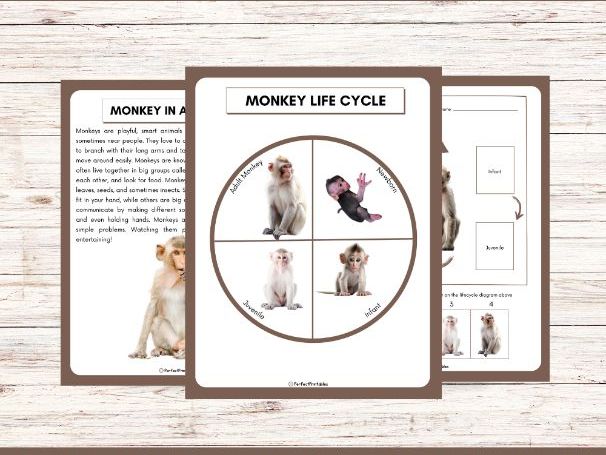 Life Cycle of a Monkey Worksheet- Animal Science Unit Study With Fun Facts!