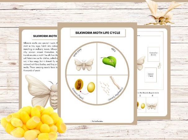Life Cycle of a Silkworm Moth Worksheet - Insect Science Unit Study