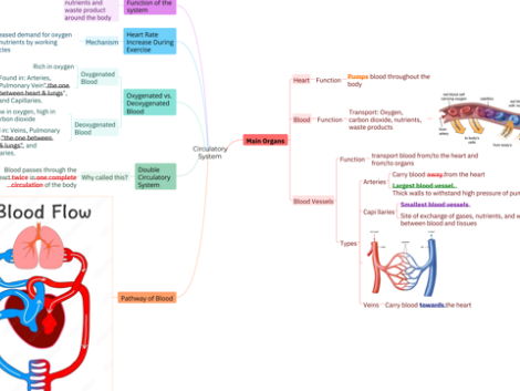 Cambridge Primary Science 6: 1.1 The Circulatory System Mind Map