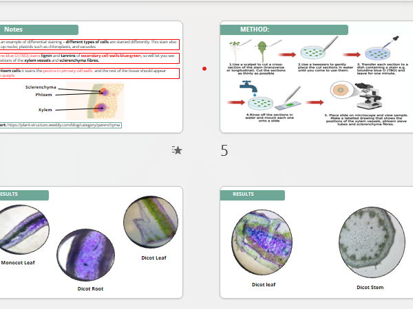 Core Practical 7 Observing and drawing plant structures.
