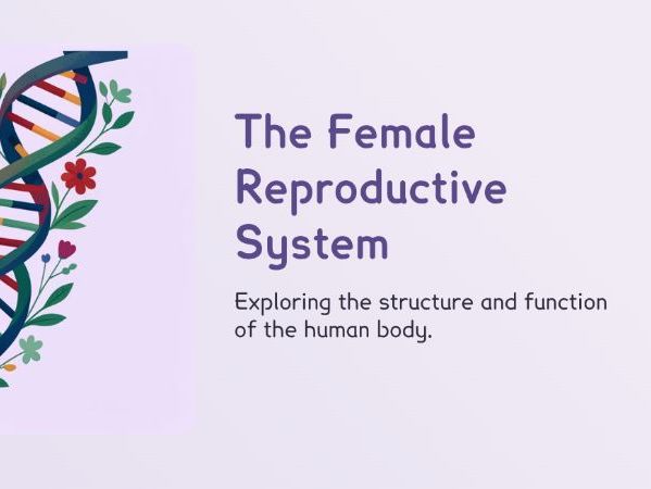 KS3 - The Female Reproductive System (PPT + Worksheet)