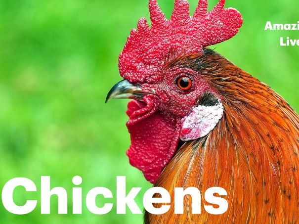 Chickens: Animated Keynote/PPT Presentation, Colorful Science