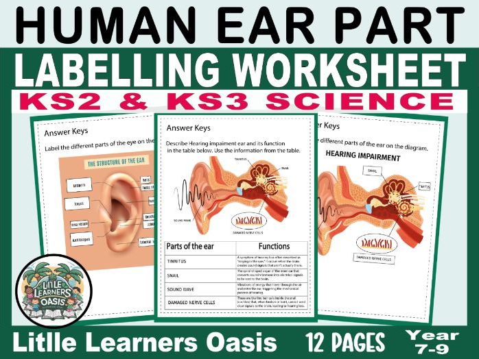 Human Ear Labelling KS2 & KS3 Science