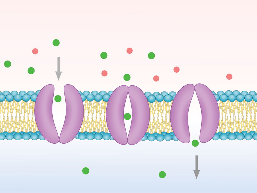 KS4 & KS5 Biology: Orphan membrane transporters: mapping functions of the unknown