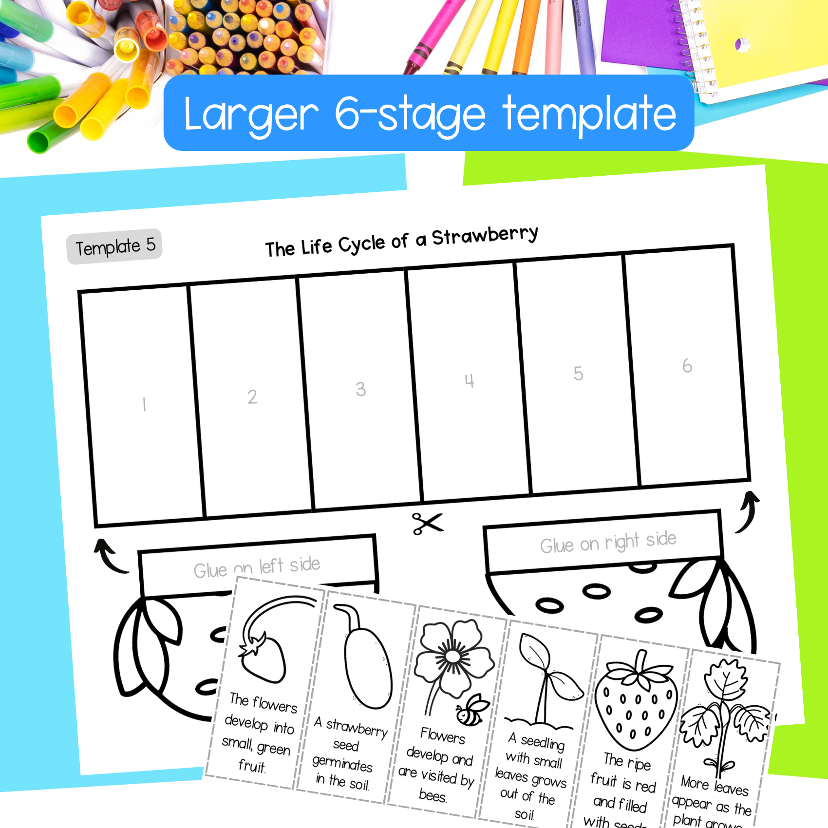 Life cycle of a strawberry plant summer science sequence and fold ...