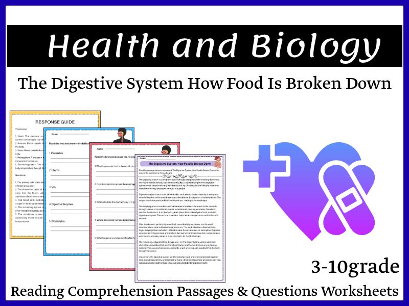 The Digestive System: How Food Is Broken Down Reading Comprehension Passages & Questions Worksheets