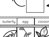 Life cycle of a butterfly cut and stick differentiated