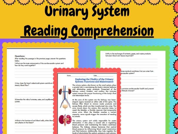 Human Body Systems | Urinary System | Reading Comprehension