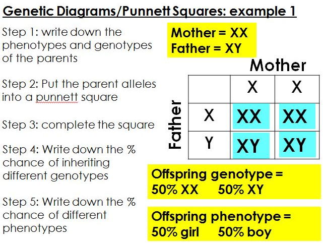 Genetic diagrams and inherited diseases