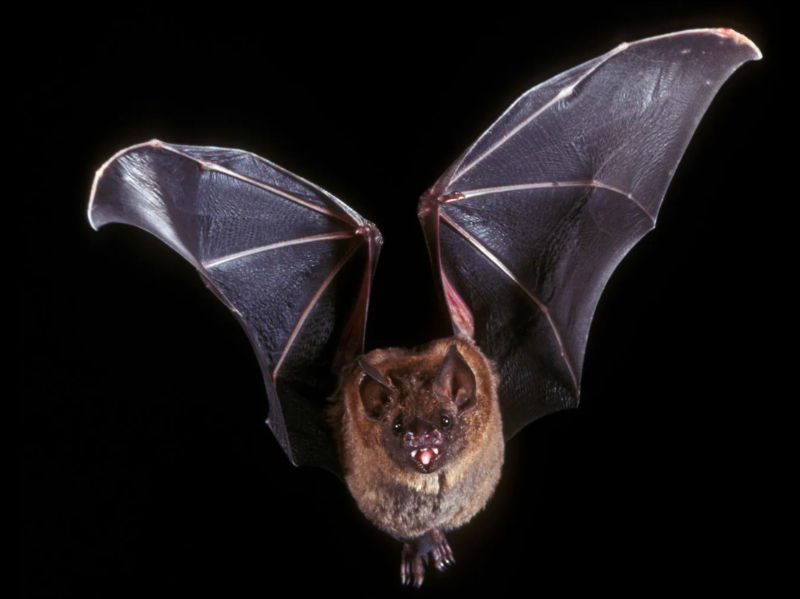 Bats Under the Bridge – Interactive KS2 Reading Comprehension (Auto-marked Questions)