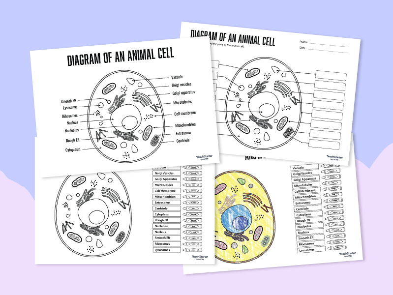 Animals cells worksheets - KS3