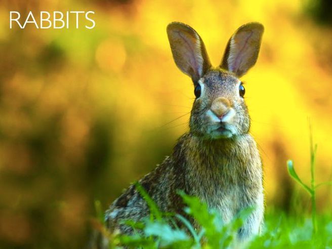 Rabbit: Animated Keynote/PPT Presentation, Colorful Science